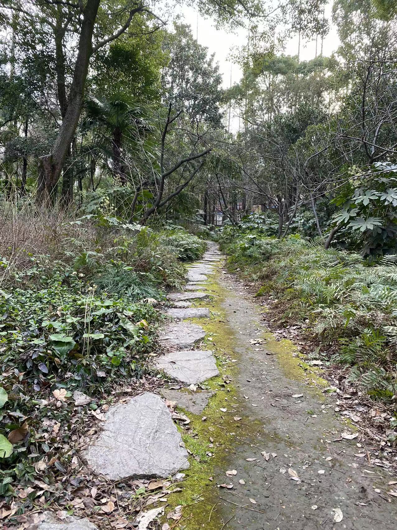 长满青苔的石板路